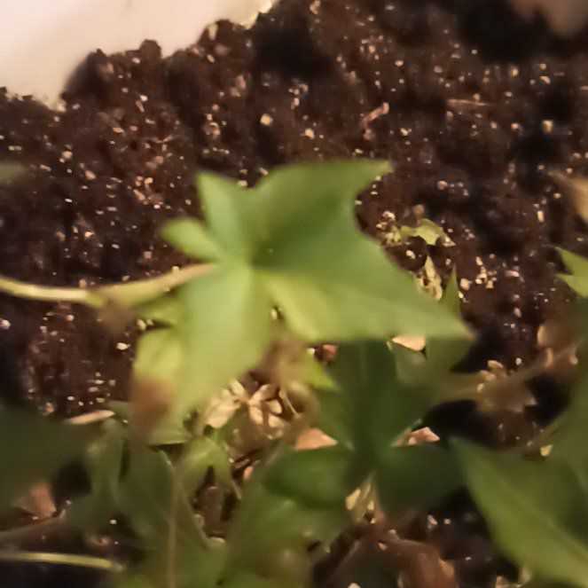 Photo of the plant species Exotic Angel by @FragrantRuby named Figyonce on Greg, the plant care app