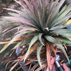 Photo of the plant species Our Lord's Candle by @SirTauhinu23 named Lavender on Greg, the plant care app