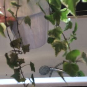 Photo of the plant species Possum-Grape by @BigwigEndive74 named Navajo on Greg, the plant care app
