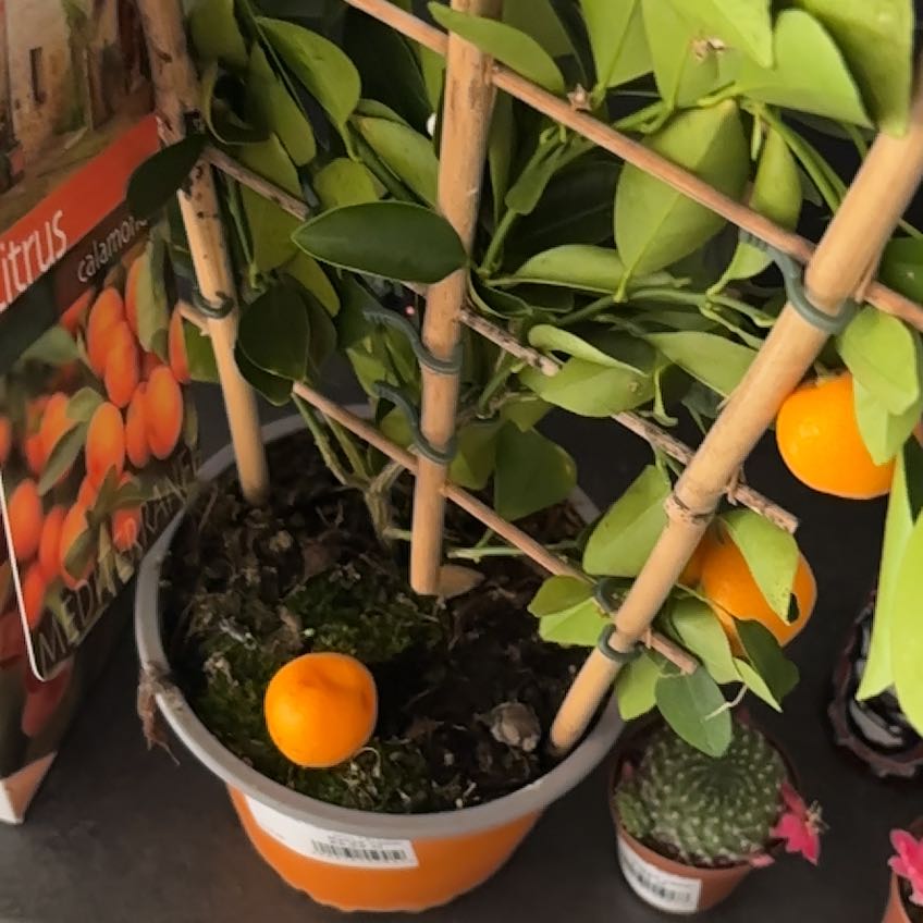 Photo of the plant species Mini Orange Tree by @GermaneYuzu93 named Captain Plant-it on Greg, the plant care app