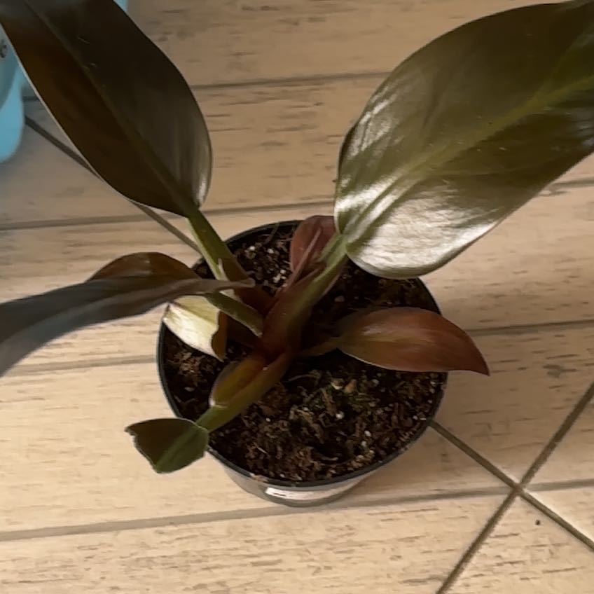 Photo of the plant species Philodendron Princess by @GermaneYuzu93 named Apollo on Greg, the plant care app