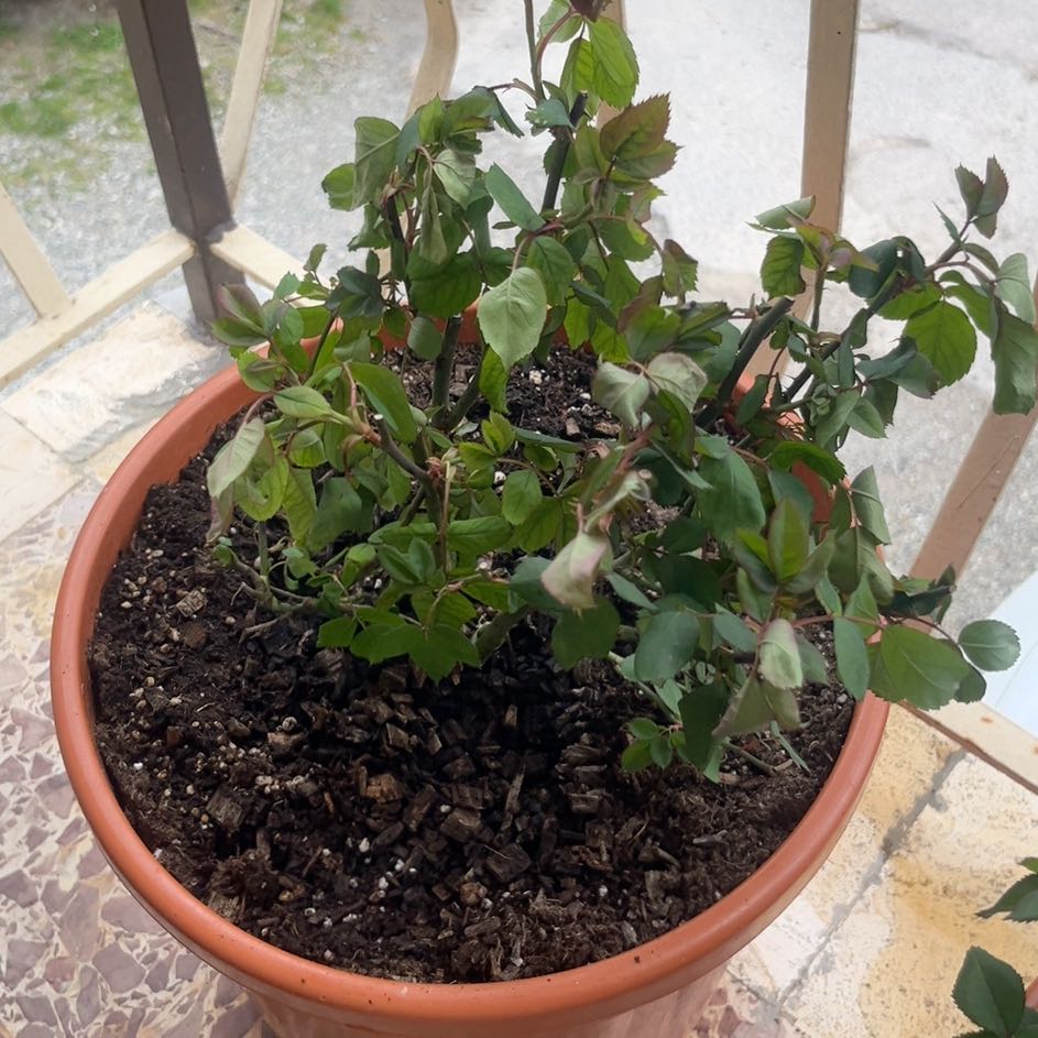 Photo of the plant species Knock Out Roses by @YesScotspine86 named Feffa on Greg, the plant care app