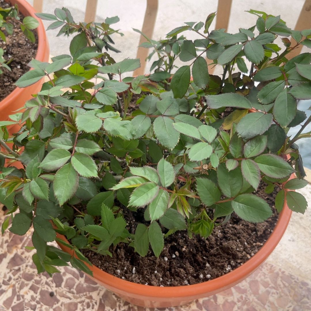 Photo of the plant species Knock Out Roses by @YesScotspine86 named Geno on Greg, the plant care app