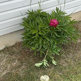 Photo of the plant species Common Peony by @KindAnisetree52 named Peter Parker on Greg, the plant care app