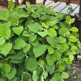 Photo of the plant species Ashy Hydrangea by @KindAnisetree52 named Delilah on Greg, the plant care app