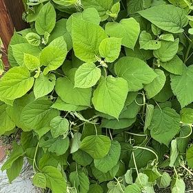 Photo of the plant species Ashy Hydrangea by @KindAnisetree52 named Emerson on Greg, the plant care app
