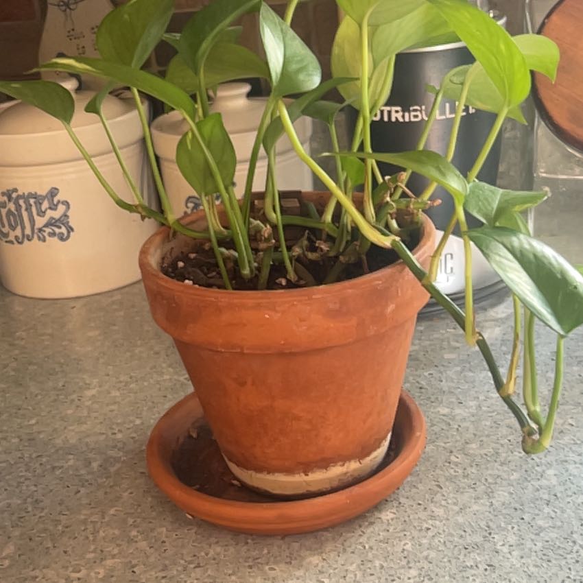 Photo of the plant species Philadendron by @CuteCapeivy76 named Philodendron on Greg, the plant care app