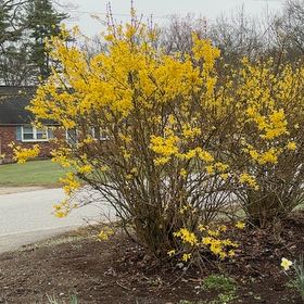 Photo of the plant species Border Forsythia by @CuteCapeivy76 named Homer on Greg, the plant care app