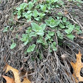 Photo of the plant species Wall Germander by @CuteCapeivy76 named Marley on Greg, the plant care app