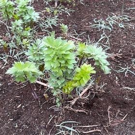 Photo of the plant species Lovage by @CuteCapeivy76 named Plato on Greg, the plant care app