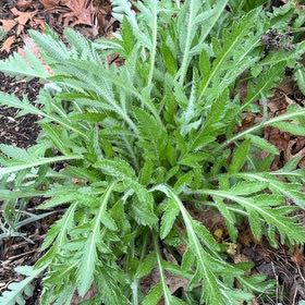 Photo of the plant species Oriental Poppy by @CuteCapeivy76 named Lavender on Greg, the plant care app