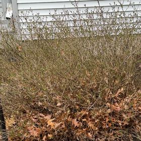 Photo of the plant species Lilac Bush by @CuteCapeivy76 named Fernie Saunders on Greg, the plant care app