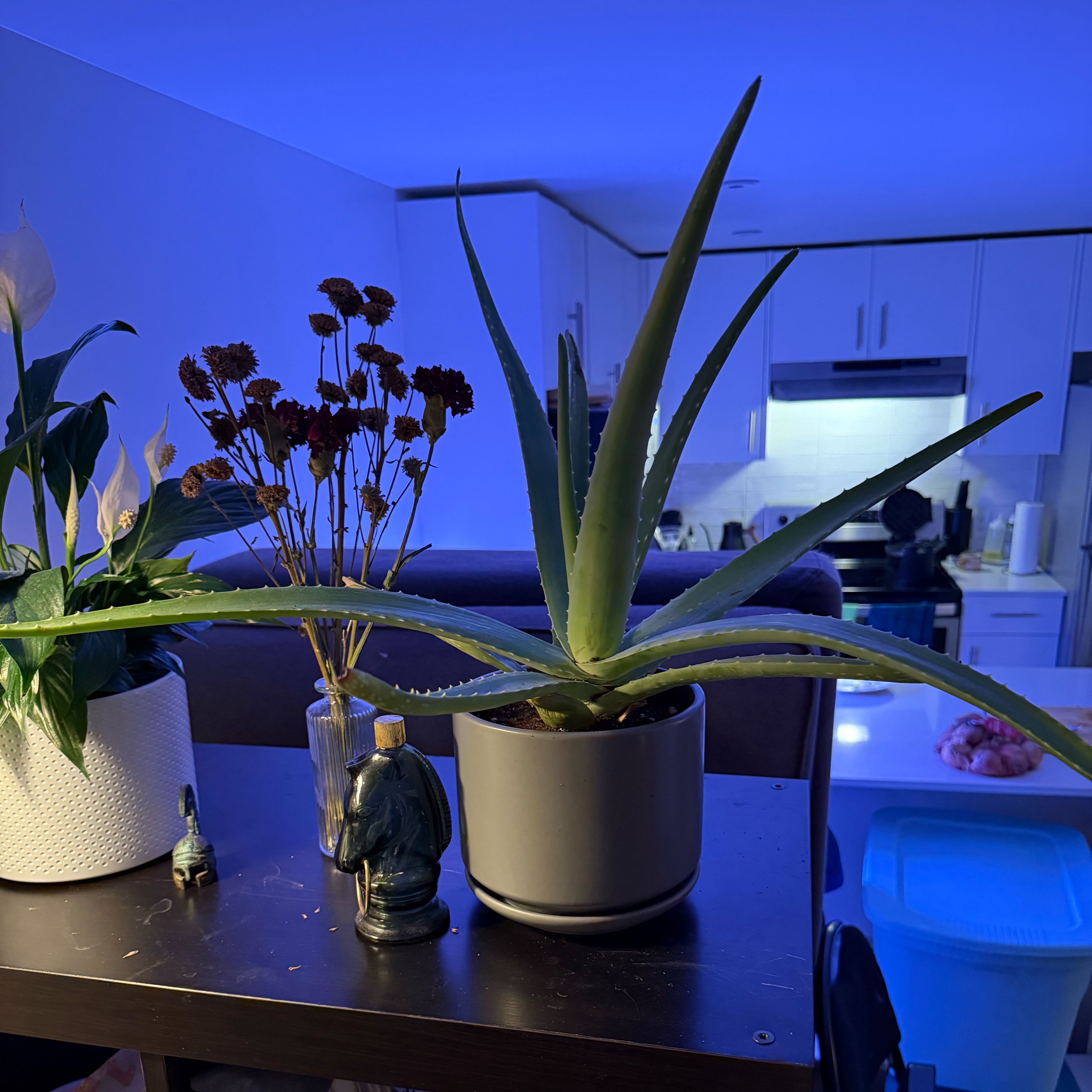 Photo of the plant species Aloe vera by @MatureBroom23 named Zeus on Greg, the plant care app