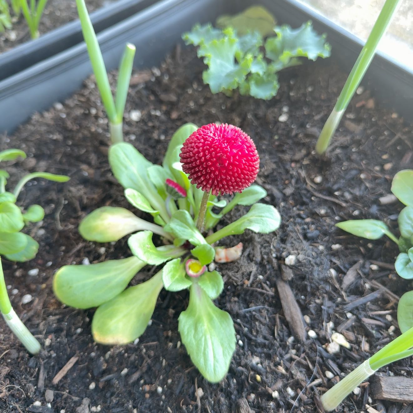 Photo of the plant species English Daisy 'Robella' by @MatureBroom23 named Peter Parker on Greg, the plant care app