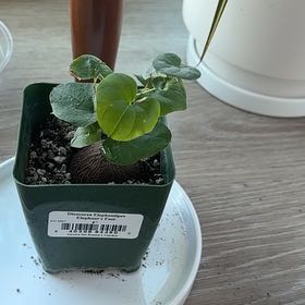 Photo of the plant species Elephant's Foot by @HardyRosea39 named James Dean on Greg, the plant care app