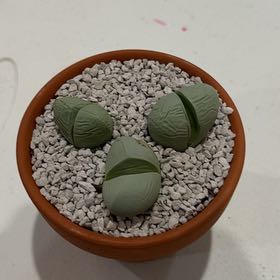 Photo of the plant species Living Stone by @SolidlyOrpine34 named Three Musketeers on Greg, the plant care app