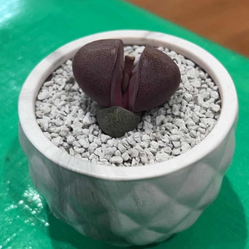 Photo of the plant species Royal Flush Split Rock by @SolidlyOrpine34 named Kylie on Greg, the plant care app