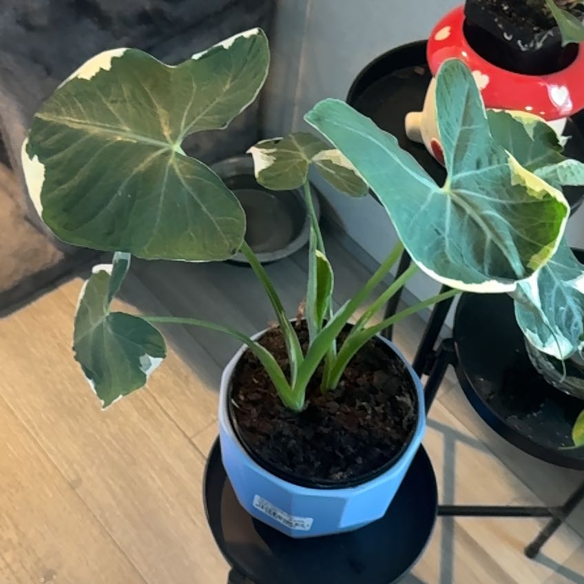 Photo of the plant species Mickey Mouse Taro by @ClassyZelkova2 named Peter Parker on Greg, the plant care app