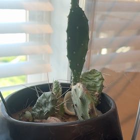 Photo of the plant species Eastern Prickly-Pear Cactus by @ClassyZelkova2 named Zion on Greg, the plant care app