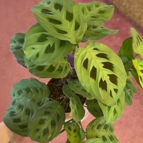 Photo of the plant species Rabbit Tracks by @HeroHope77 named Pax on Greg, the plant care app
