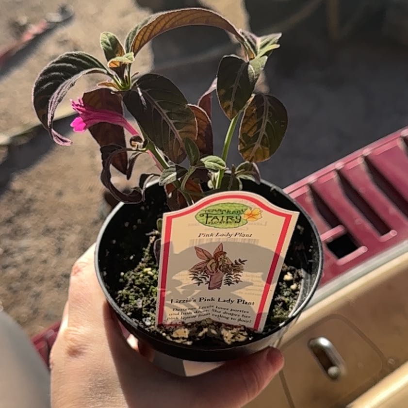 Photo of the plant species Callisia Pink Panther by @HeroHope77 named Beyonce on Greg, the plant care app