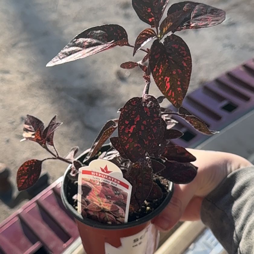 Photo of the plant species Hypoestes 'Lotty Dotty Red' by @HeroHope77 named Surya on Greg, the plant care app