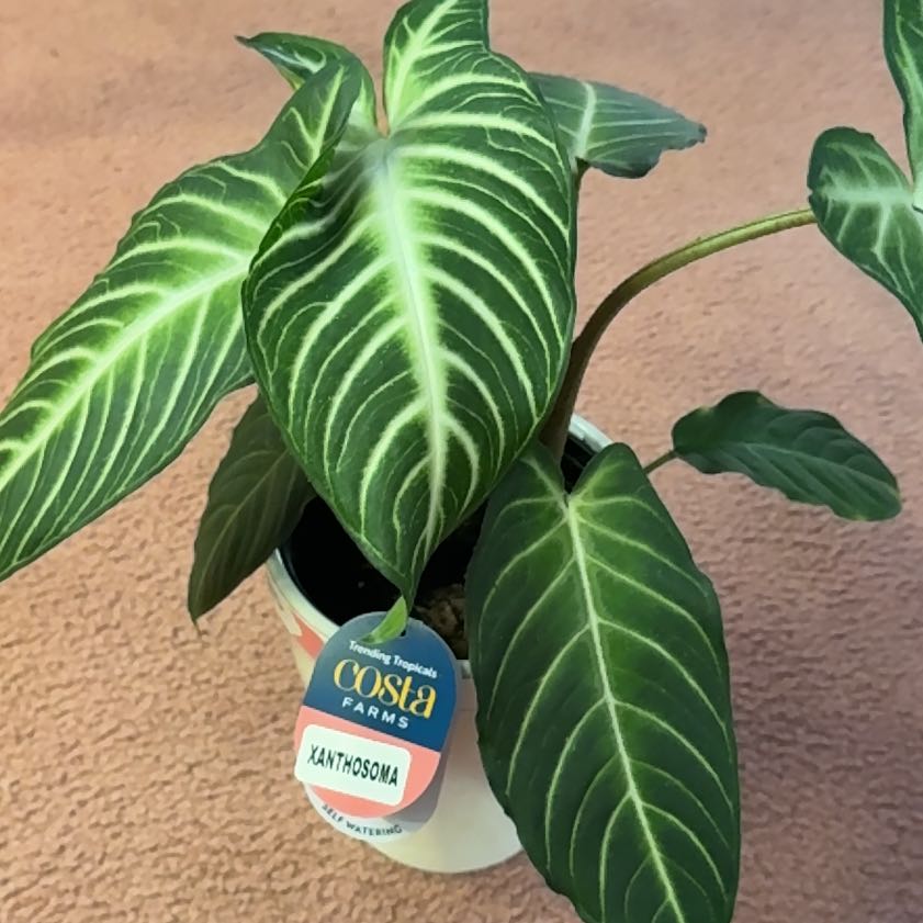 Photo of the plant species Xanthosoma by @HeroHope77 named Harmony on Greg, the plant care app