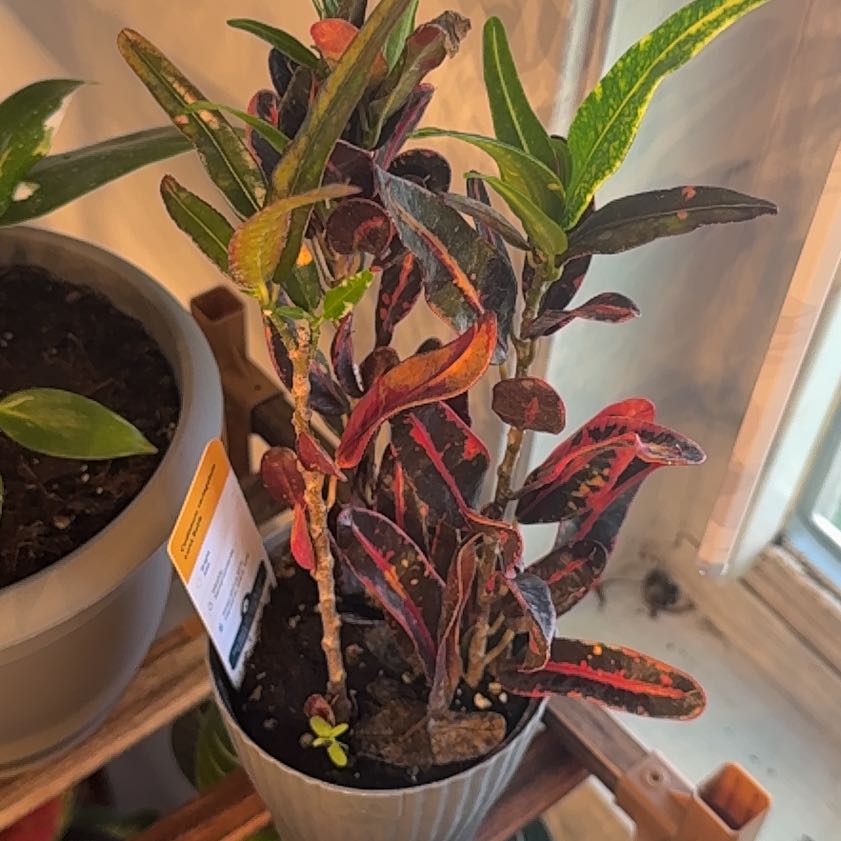 Photo of the plant species Luna Batik Croton by @HeroHope77 named Rosa on Greg, the plant care app