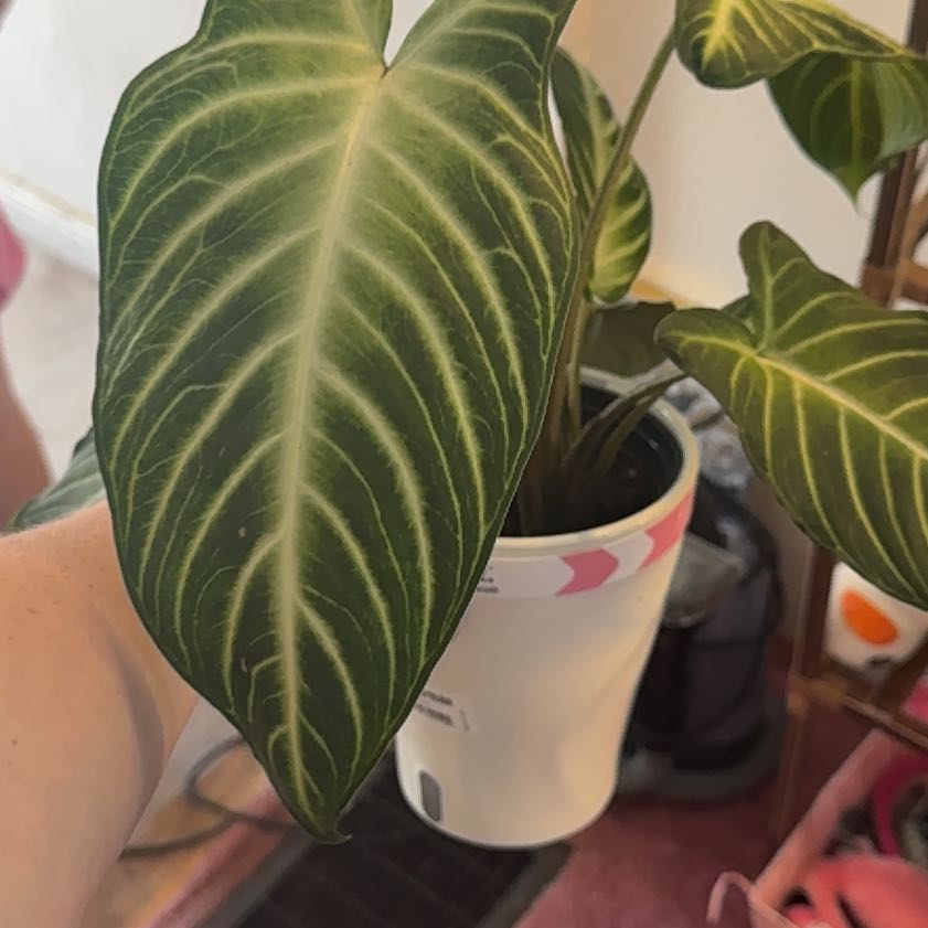 Photo of the plant species Xanthosoma by @HeroHope77 named Clooney on Greg, the plant care app
