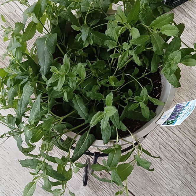 Photo of the plant species Dame's Rocket by @GemBlinks48 named Kesha on Greg, the plant care app