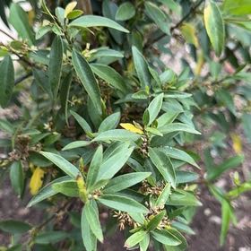 Photo of the plant species Shrubby Yellowcrest by @CozyShallot77 named Luna on Greg, the plant care app