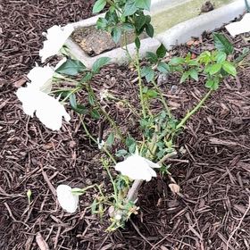 Photo of the plant species Evergreen Rose by @CozyShallot77 named Darwin on Greg, the plant care app