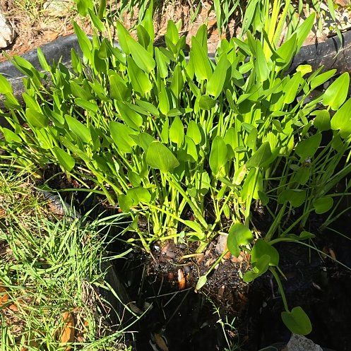 Photo of the plant species Pickerelweed by @heartfelt67 named Leaf Erickson on Greg, the plant care app