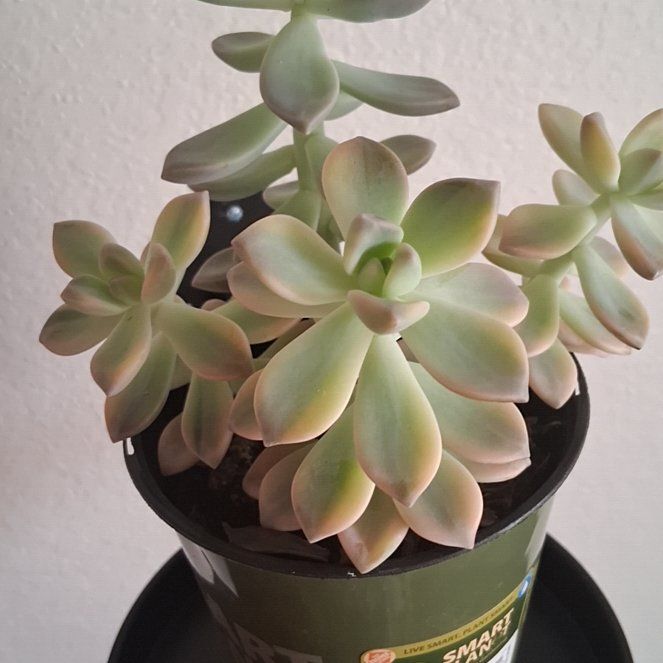 Photo of the plant species Graptopetalum paraguayense 'Jester' by @FamedDill17 named Luna on Greg, the plant care app
