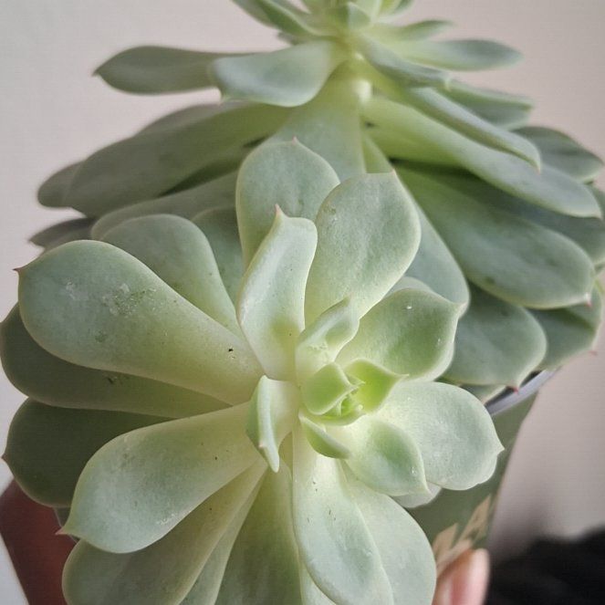 Photo of the plant species Echeveria 'Green Abalone' by @FamedDill17 named Lola on Greg, the plant care app