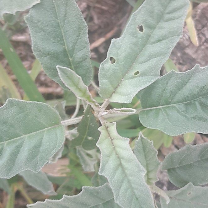 Photo of the plant species Coast Live Oak by @ModelKoa93 named Robert Plant on Greg, the plant care app
