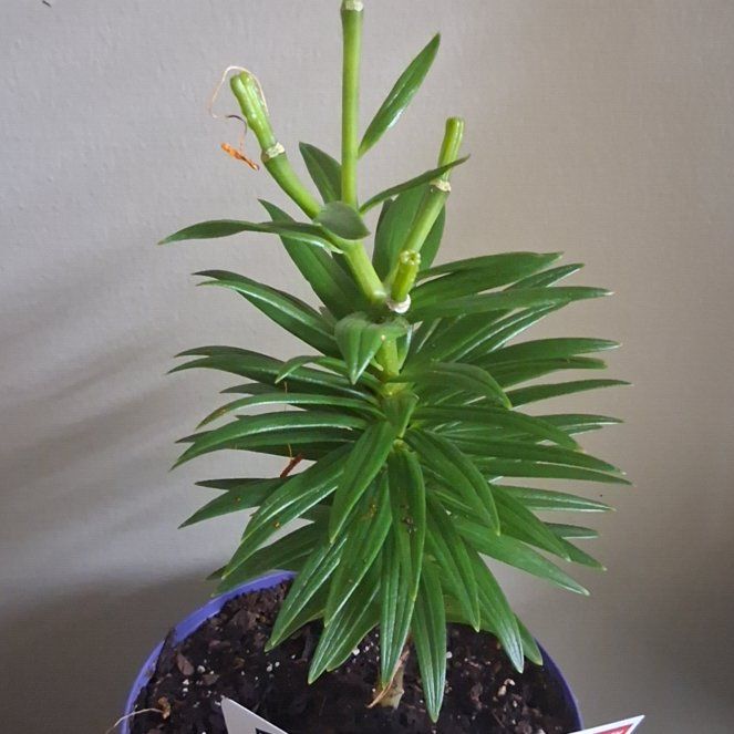 Photo of the plant species Easter Lily by @GemMiro23 named Navajo on Greg, the plant care app