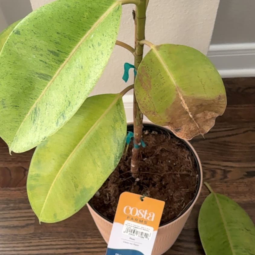 Photo of the plant species Rubber Ficus by @ContentlyDill named Miley on Greg, the plant care app