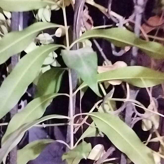 Photo of the plant species Island Marlberry by @WinRhubarb44 named Eva on Greg, the plant care app