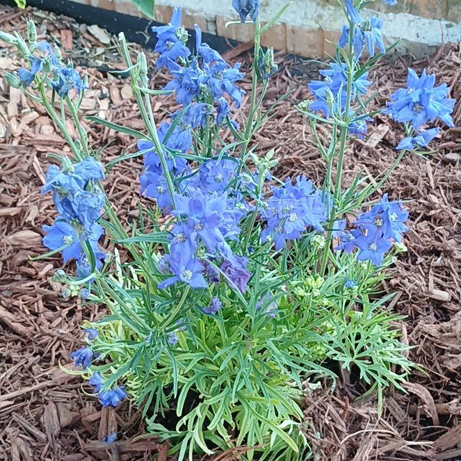 Photo of the plant species Siberian Larkspur by @StarryGray74 named Aria on Greg, the plant care app