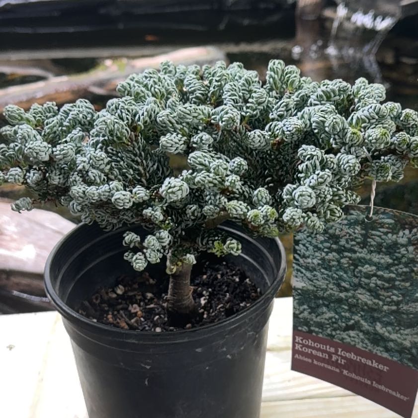 Photo of the plant species Korean Fir 'Icebreaker' by @HomelyRiberry78 named Sahara on Greg, the plant care app