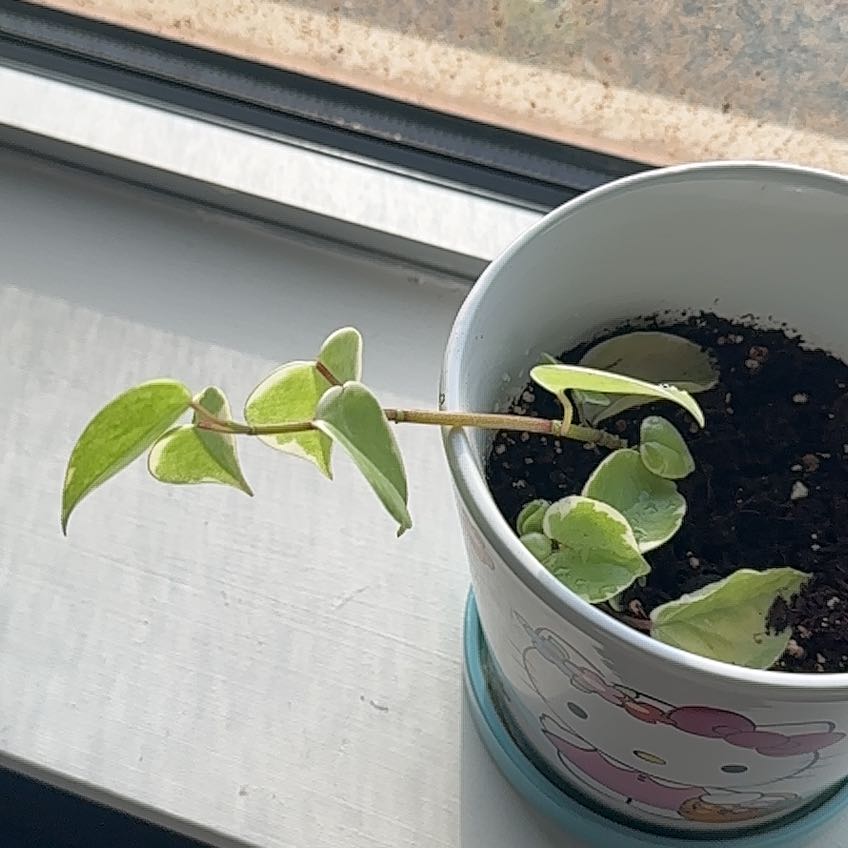 Photo of the plant species Variegated Cupid's Plant by @RiahPapaya named Bruce Lee on Greg, the plant care app