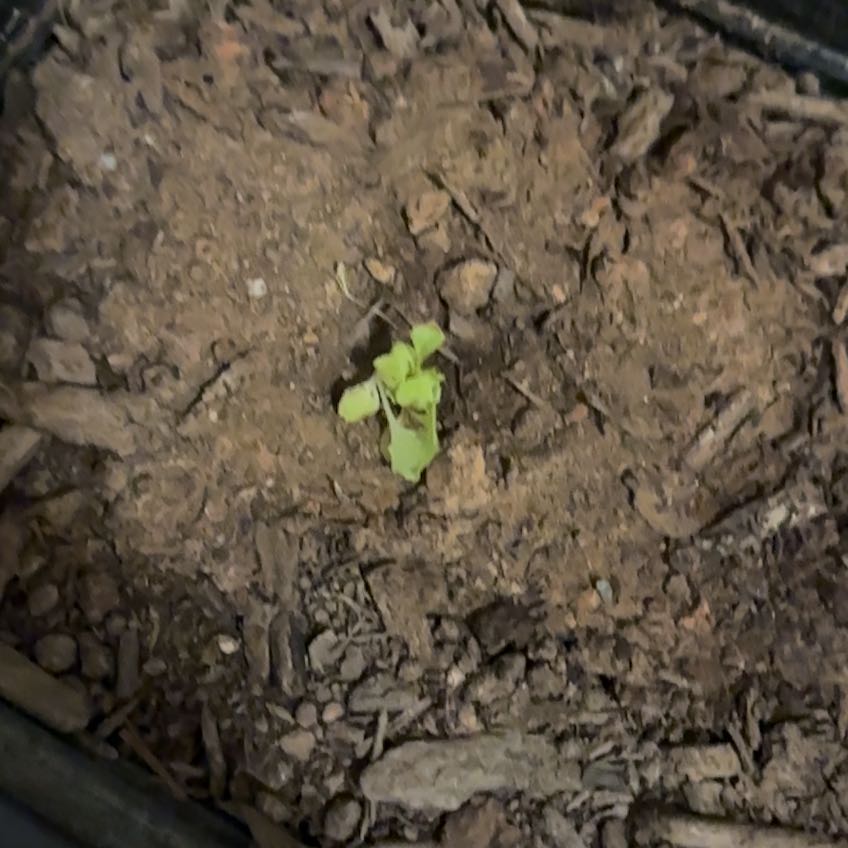Photo of the plant species Lettuce by @RiahPapaya named Queen on Greg, the plant care app
