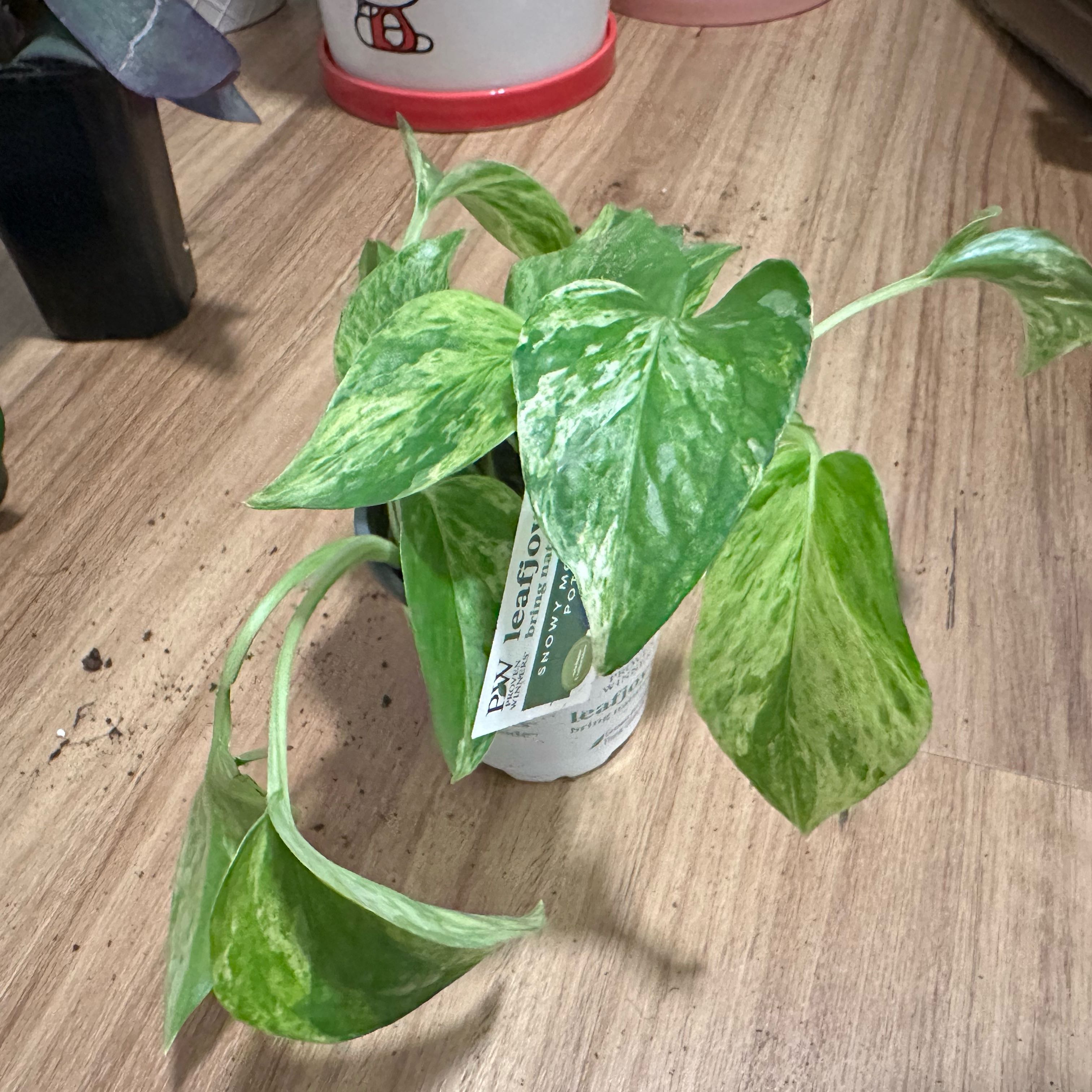Photo of the plant species Snowy Morning Pothos by @RiahPapaya named Lavender on Greg, the plant care app
