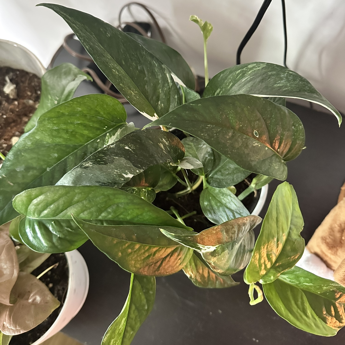 Photo of the plant species Pothos Albo by @RiahPapaya named Aria on Greg, the plant care app