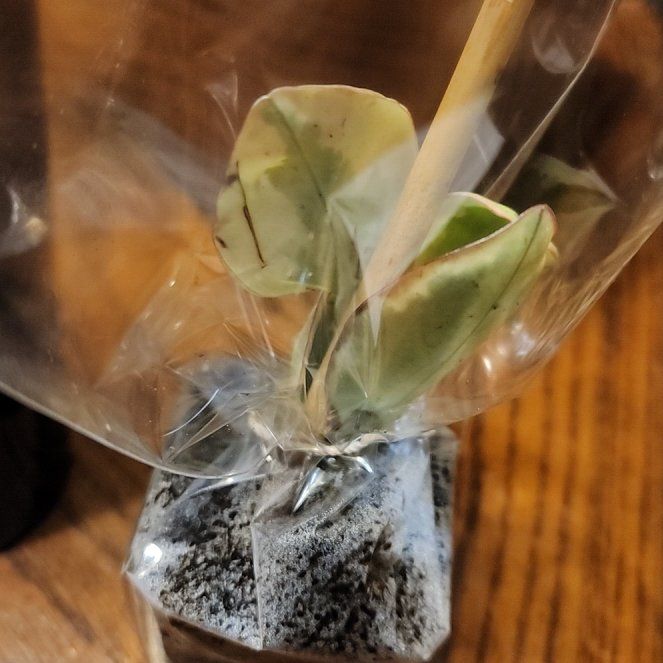 Photo of the plant species Crown Flower by @JollyRhodora64 named Treeyoncé on Greg, the plant care app