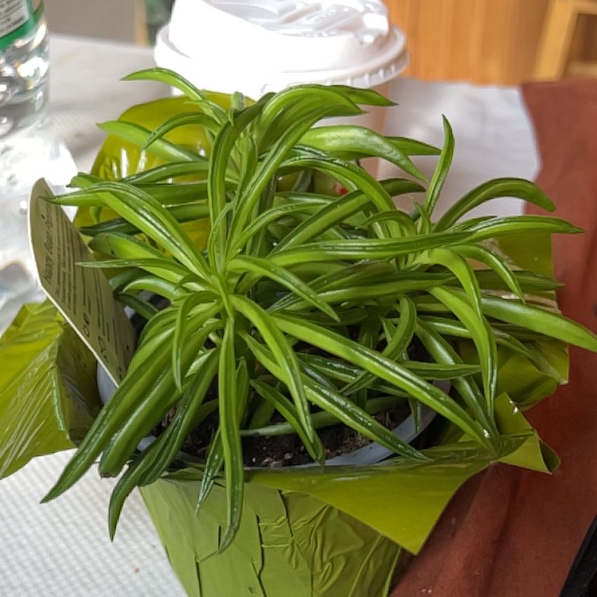 Photo of the plant species Happy Bean Peperomia by @UntouchedDill57 named Maya on Greg, the plant care app
