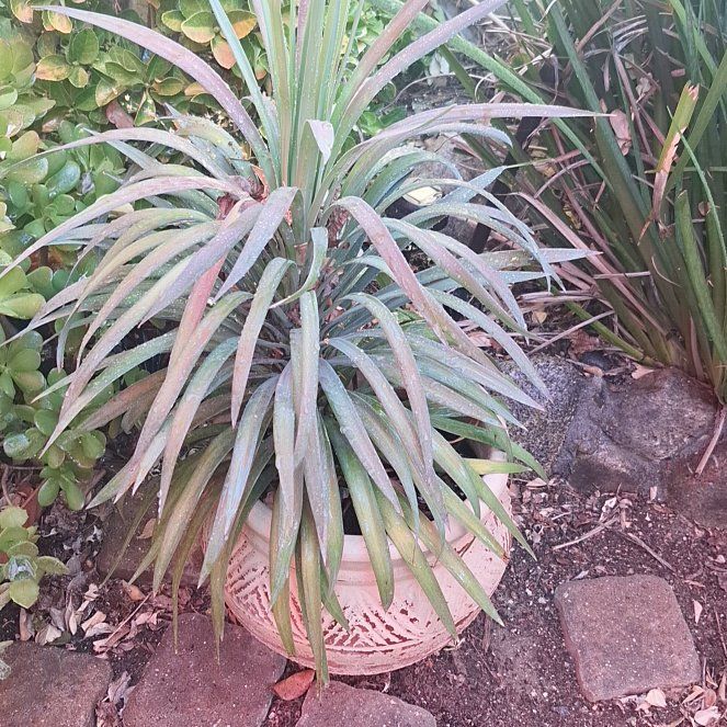Photo of the plant species Spanish Dagger by @ZestBorage97 named Tolkien on Greg, the plant care app