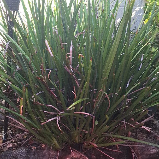 Photo of the plant species Dietes Grandiflora by @ZestBorage97 named Doja Cat on Greg, the plant care app
