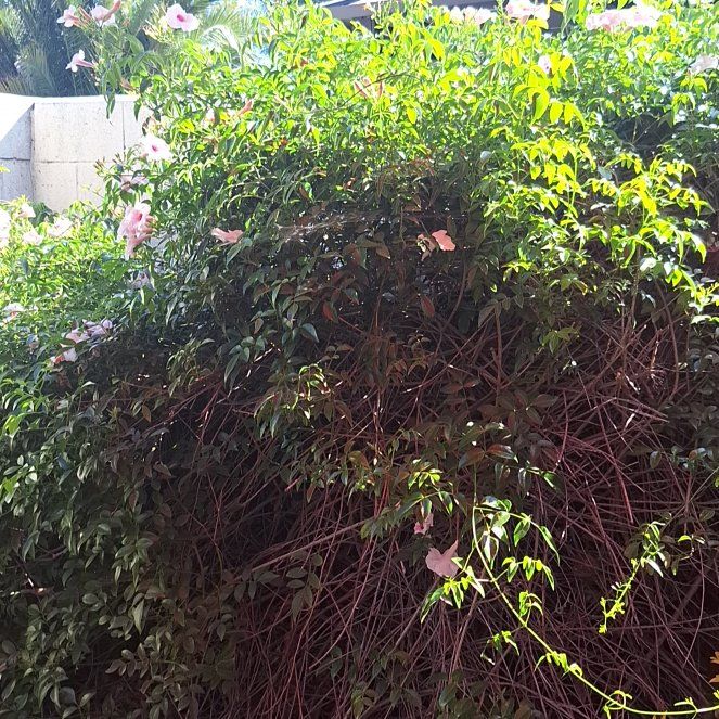Photo of the plant species Mile-a-Minute Vine by @ZestBorage97 named Kobe on Greg, the plant care app